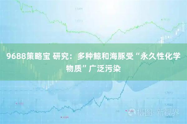 9688策略宝 研究：多种鲸和海豚受“永久性化学物质”广泛污染